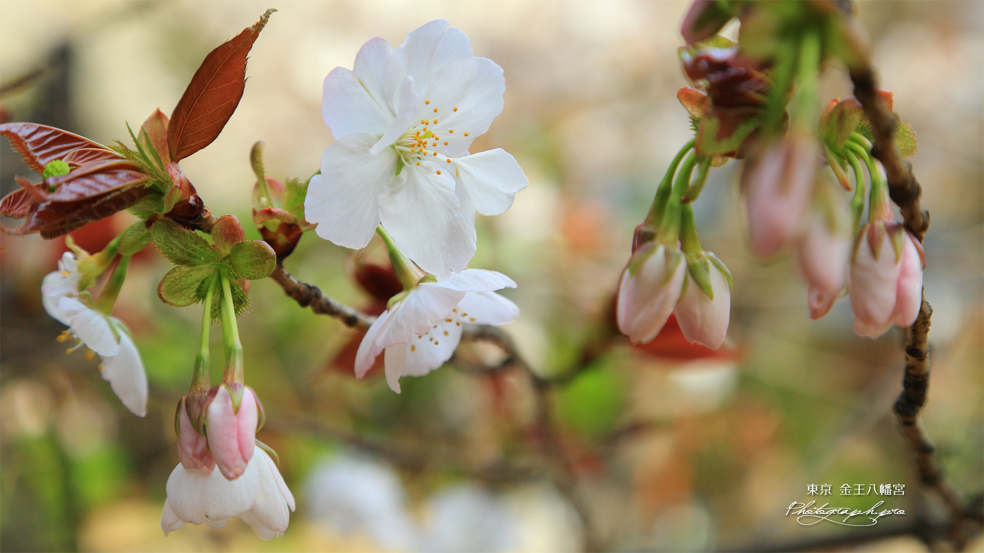 渋谷区 金王八幡宮の桜