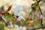 渋谷区 金王八幡宮の桜