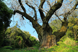 小石川植物園の染井吉野