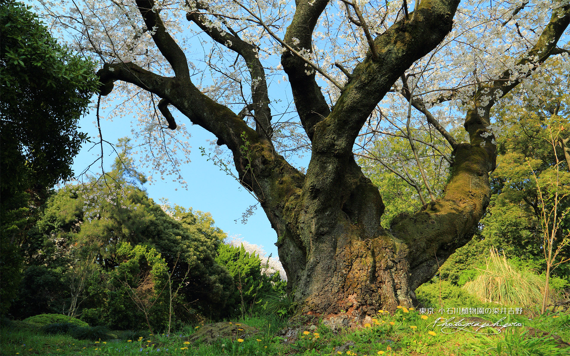小石川植物園の染井吉野