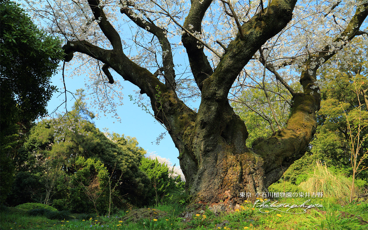 小石川植物園の染井吉野 壁紙