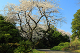 小石川植物園の桜