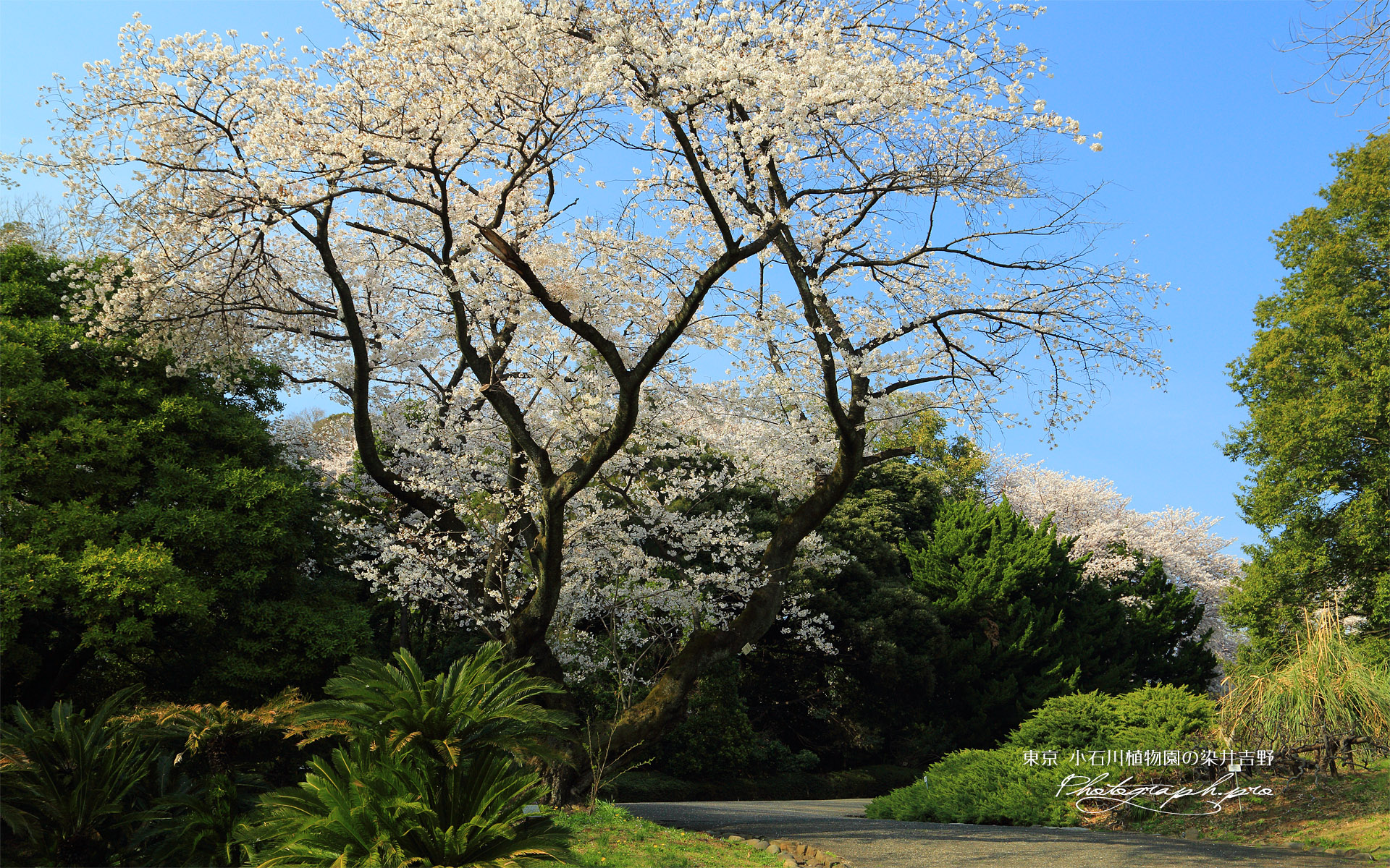 小石川植物園のソメイヨシノ
