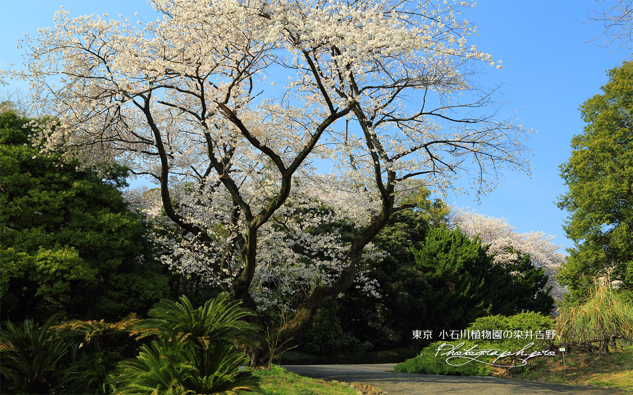 小石川植物園のソメイヨシノ 壁紙