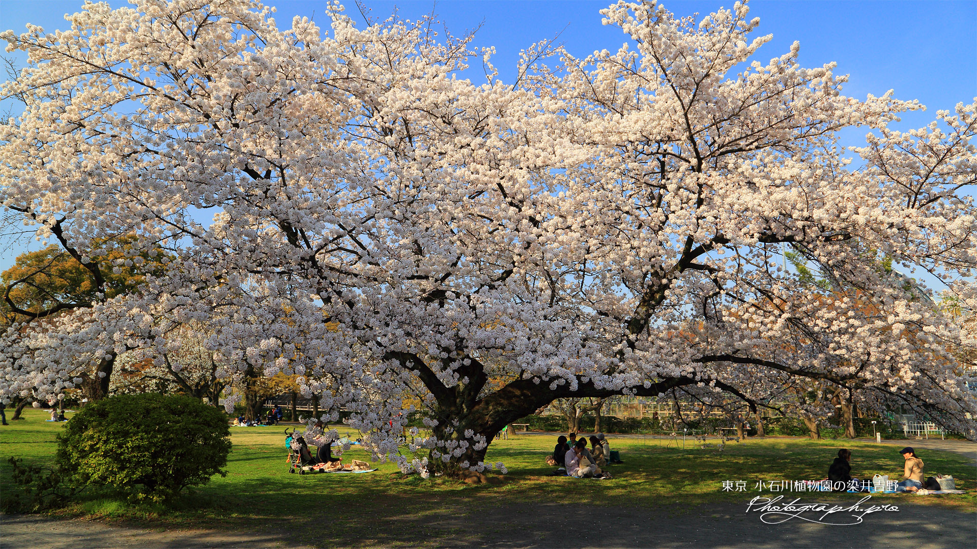 小石川植物園のソメイヨシノ