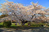 小石川植物園の染井吉野