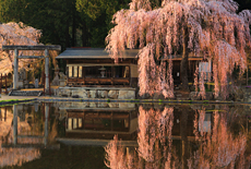 青屋神明神社の枝垂桜