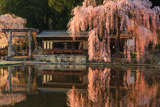 青屋神明神社の枝垂桜