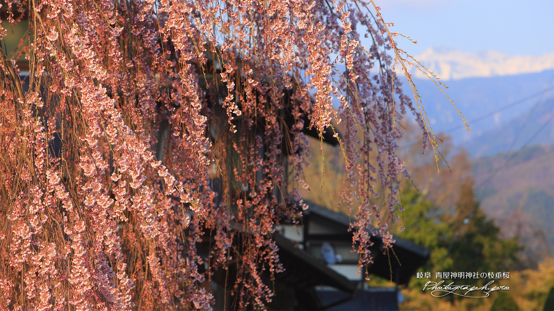 青屋神明神社のシダレザクラ