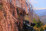 青屋神明神社のシダレザクラ