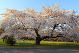 小石川植物園の桜