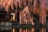 青屋神明神社の枝垂桜