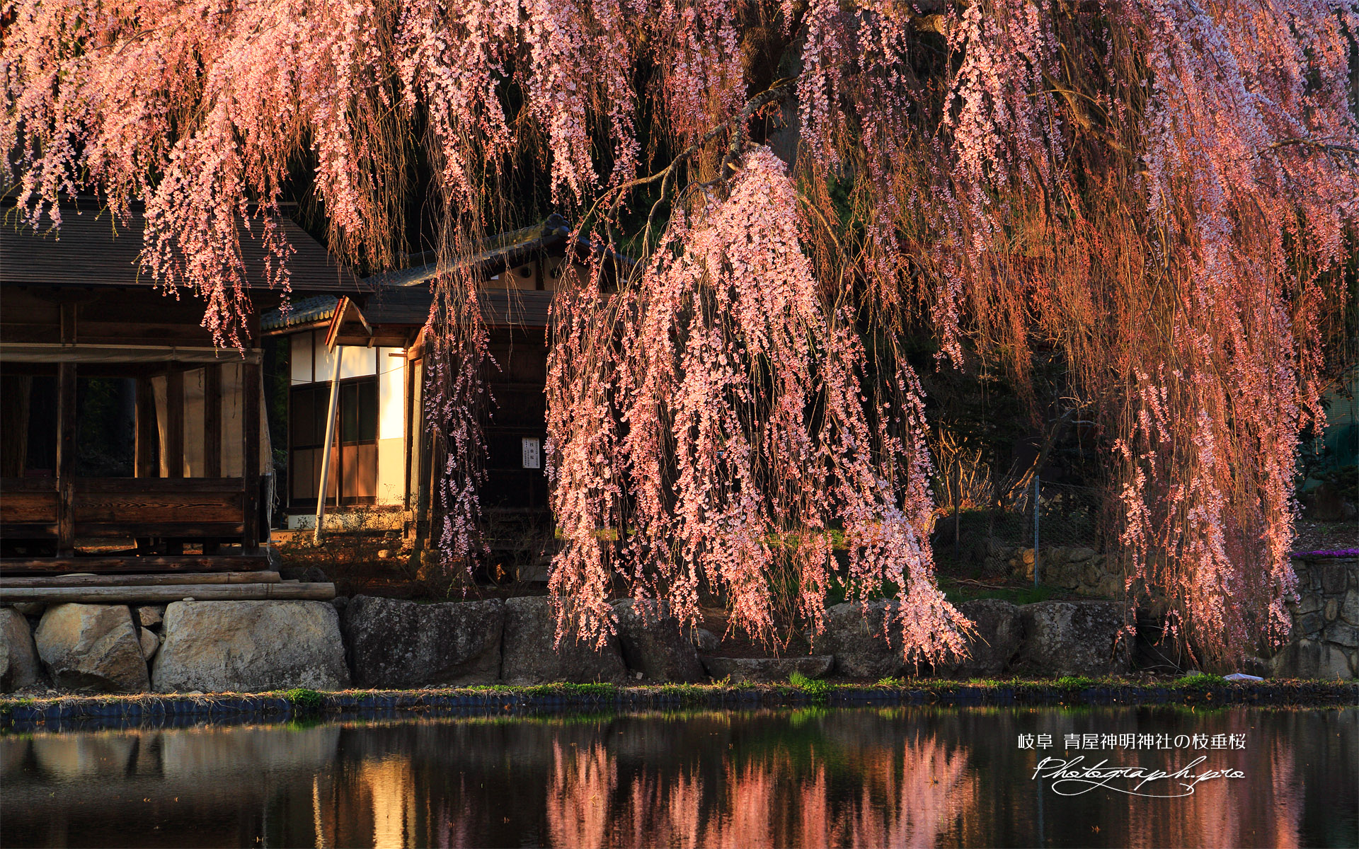 青屋神明神社のしだれ桜