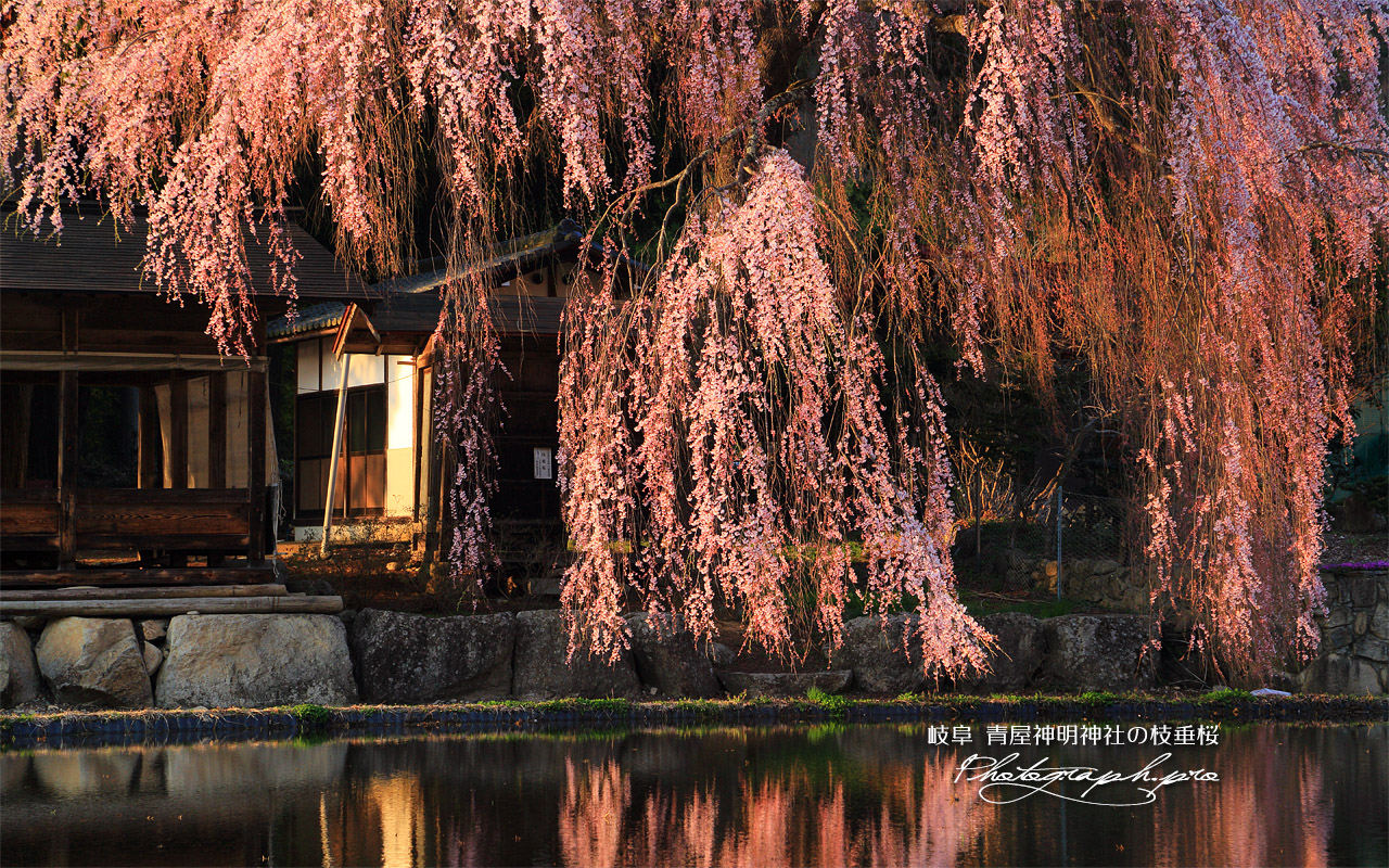 青屋神明神社のしだれ桜 壁紙