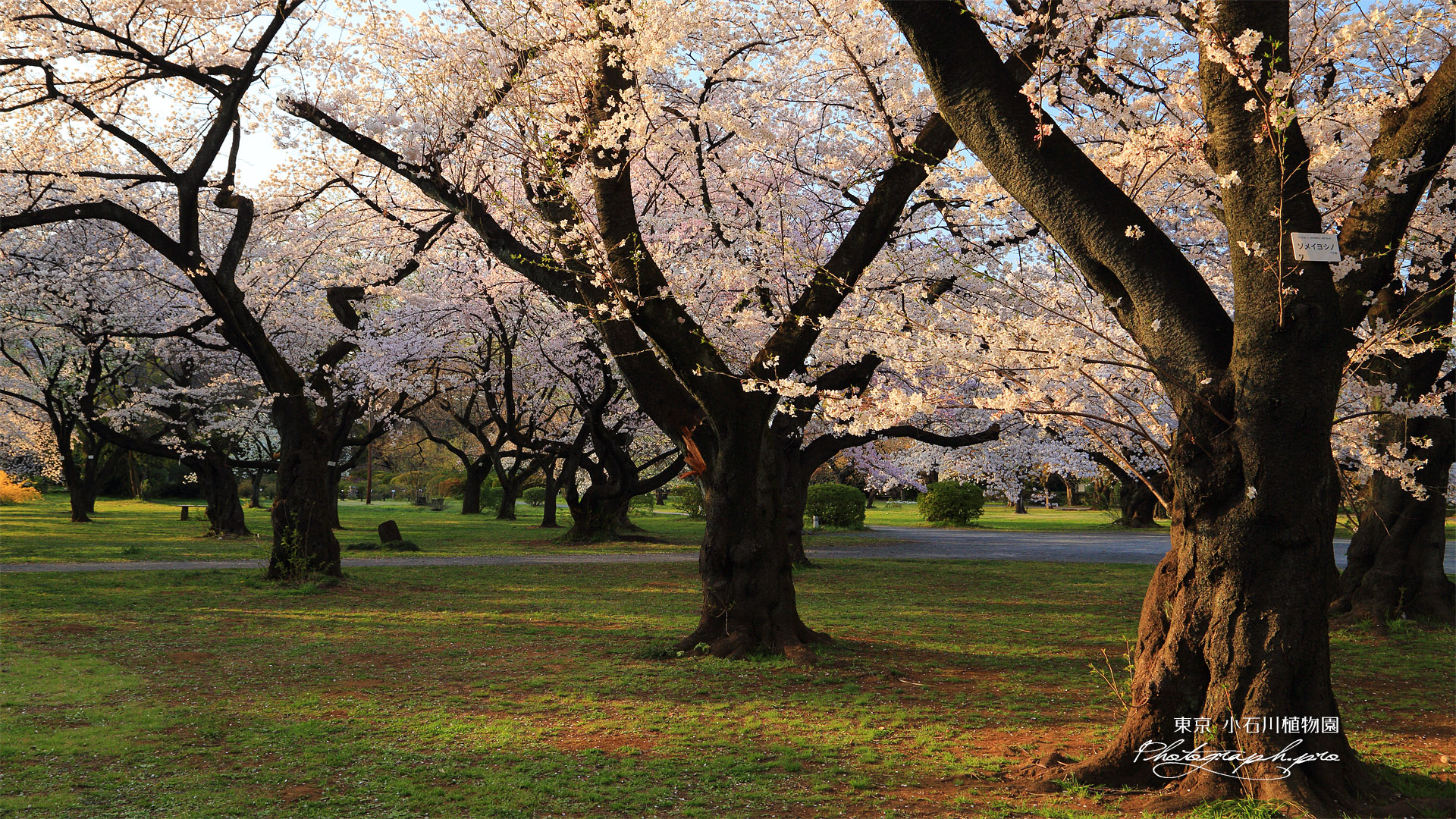 小石川植物園の桜