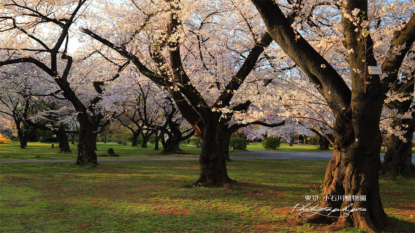 小石川植物園の桜 壁紙