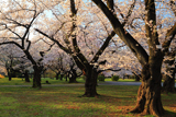 小石川植物園の桜