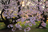 小石川植物園の桜