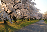 小石川植物園の桜