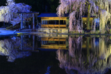 青屋神明神社の枝垂桜