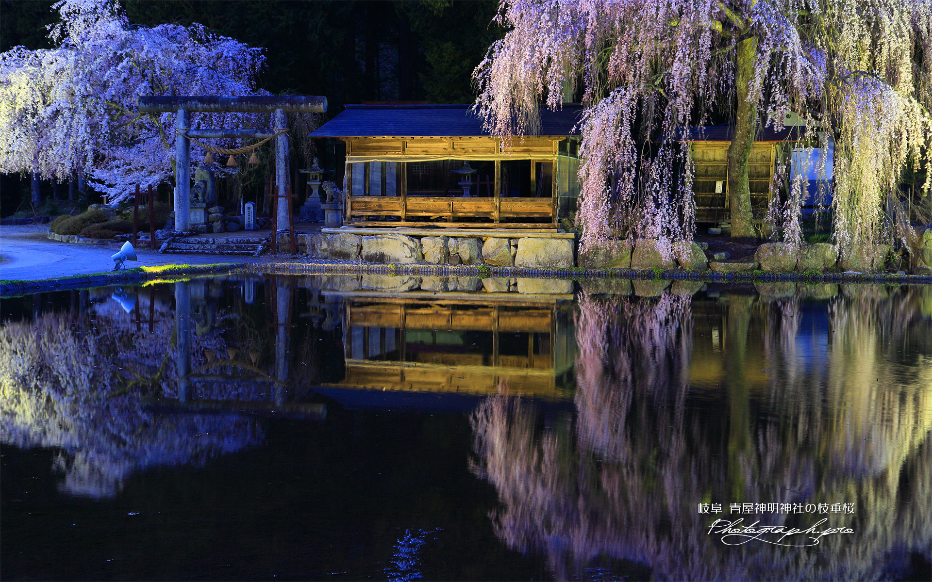 青屋神明神社の枝垂桜