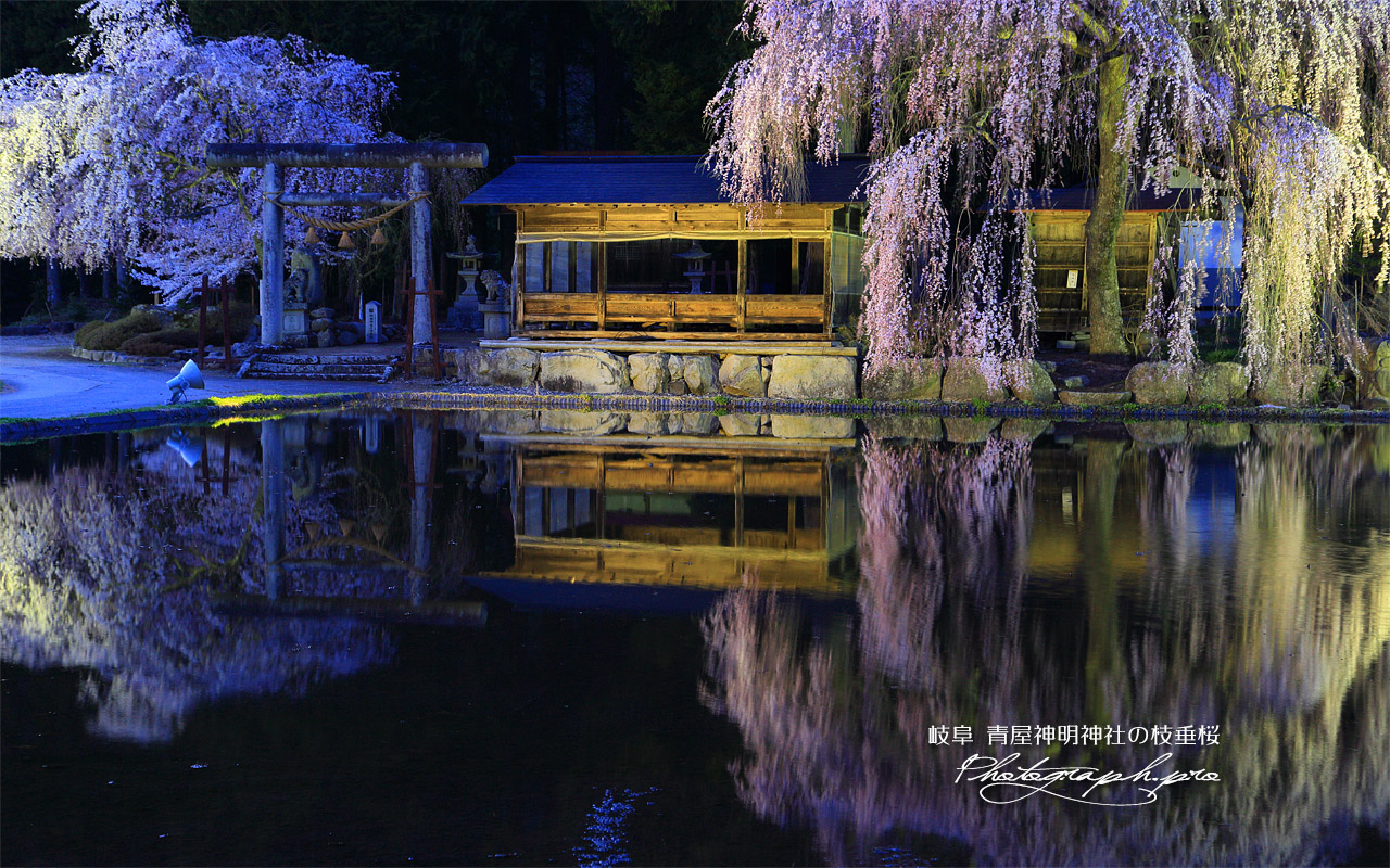 青屋神明神社の枝垂桜 壁紙