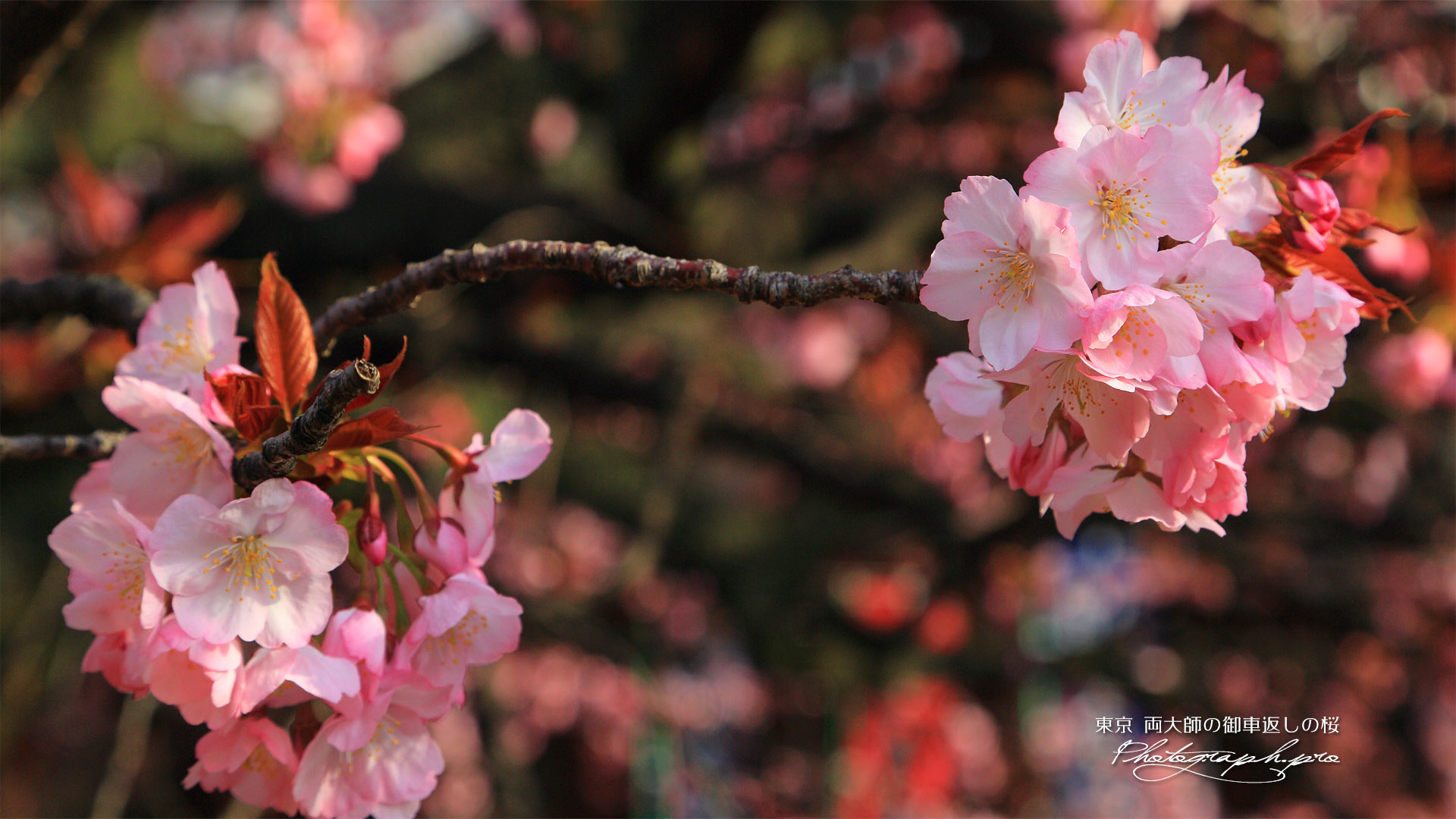両大師の御車返しの桜
