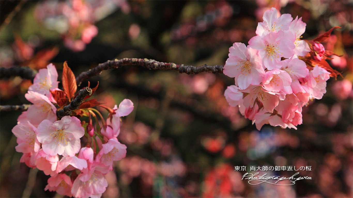 両大師の御車返しの桜 壁紙