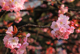 両大師の御車返しの桜
