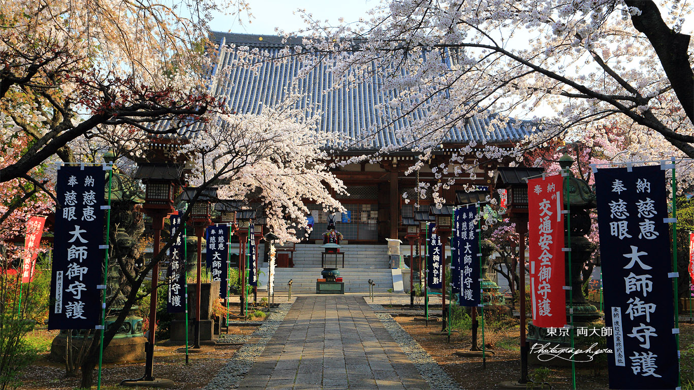 上野 両大師の桜 壁紙