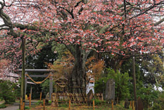船塚山のヤマザクラ
