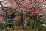 船塚山のヤマザクラ
