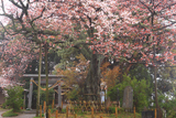 船塚山のヤマザクラ