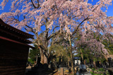 萬松寺のシダレザクラ