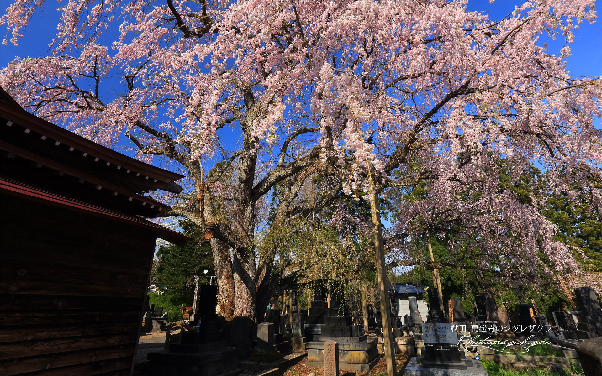 萬松寺のシダレザクラ