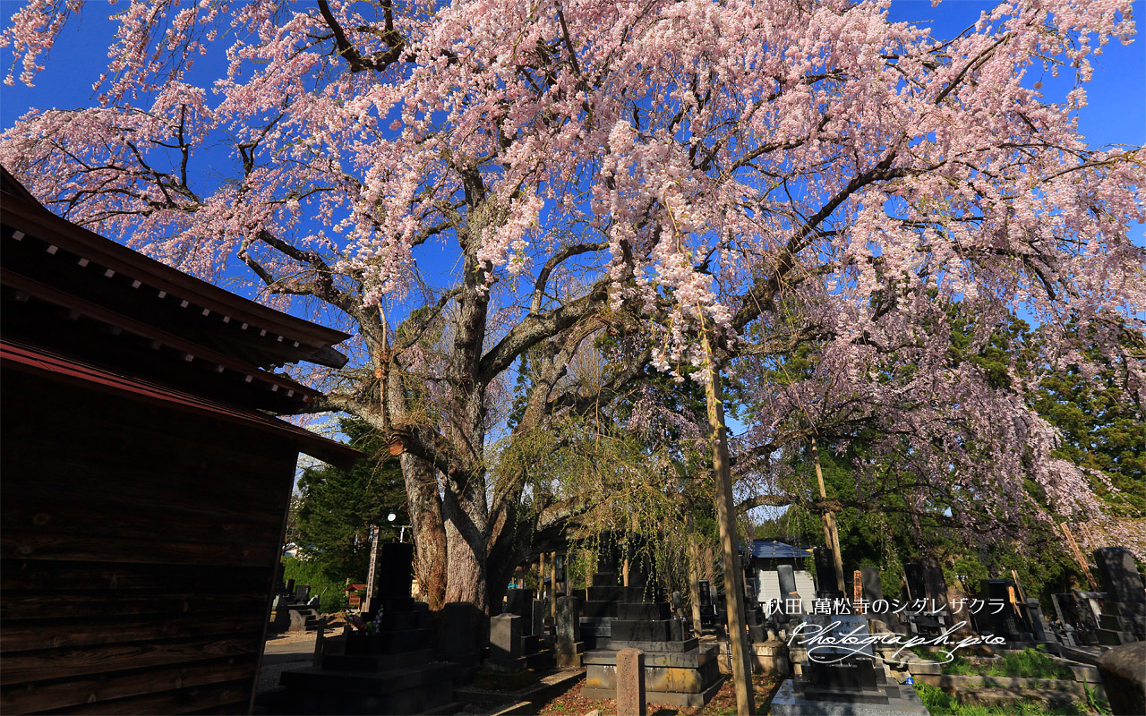 萬松寺のシダレザクラ 壁紙