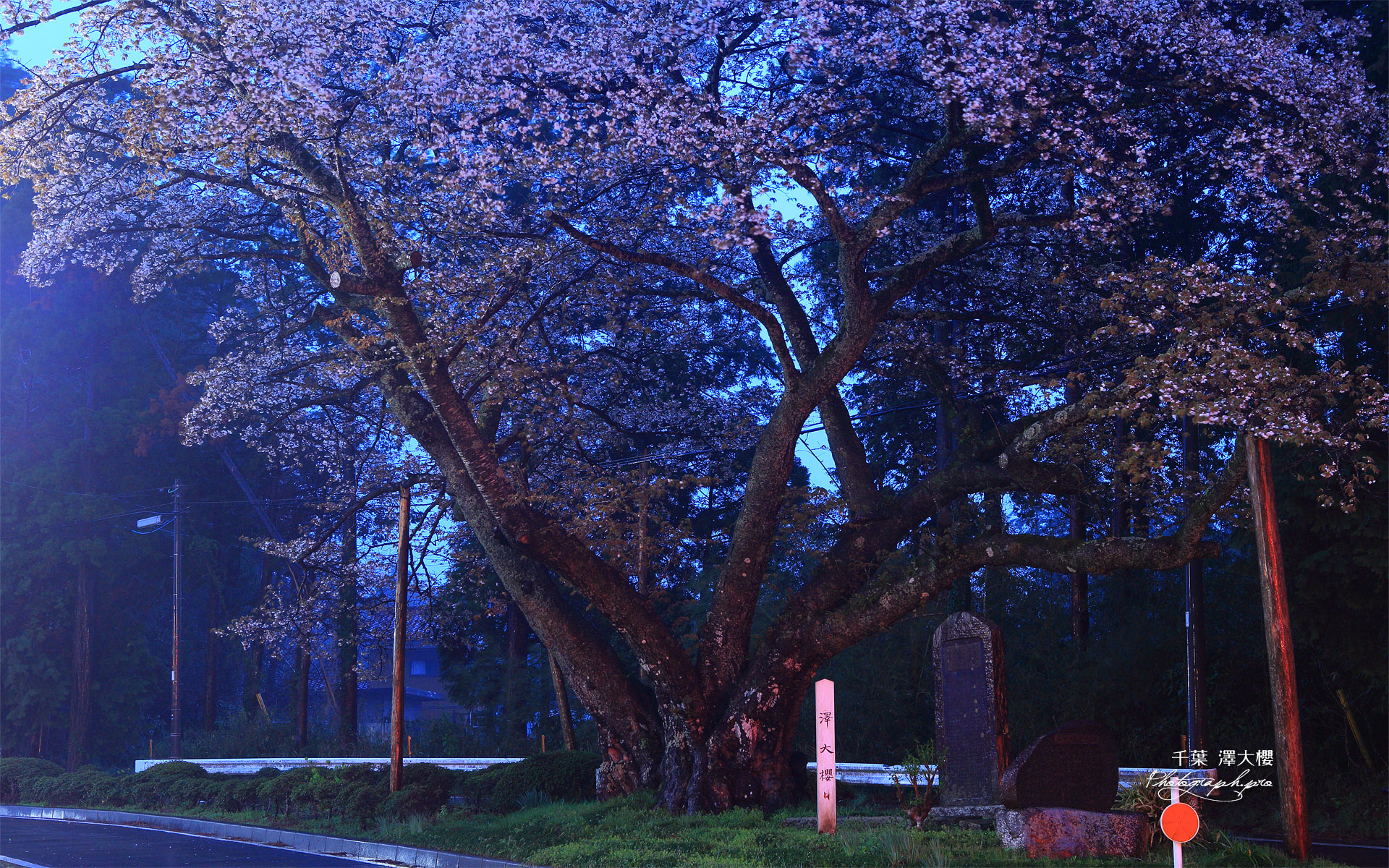 沢の大桜