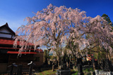萬松寺のシダレザクラ
