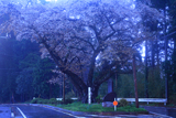 沢大桜