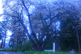 沢大桜