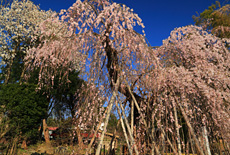 宇津野のしだれ桜
