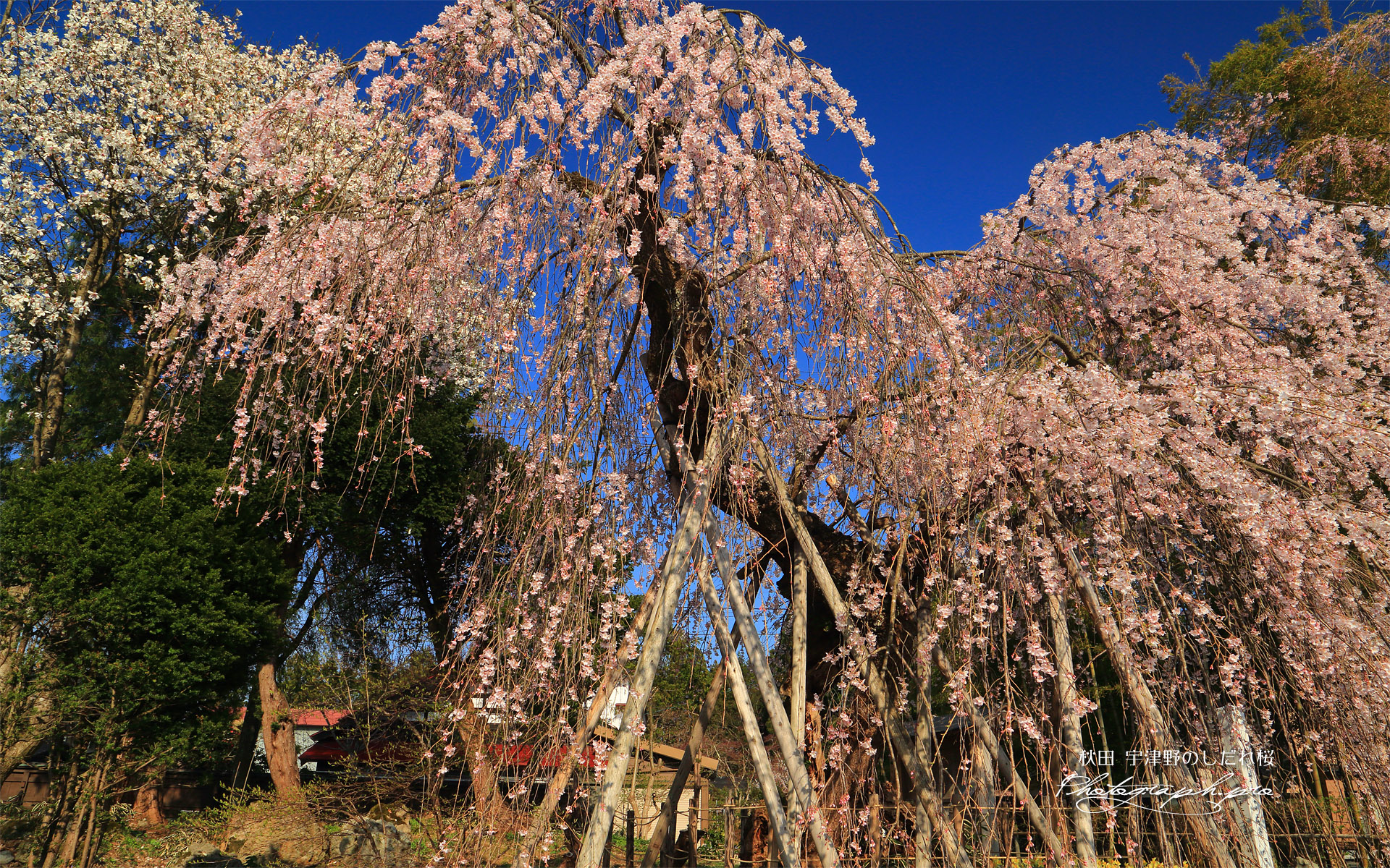 宇津野のしだれ桜