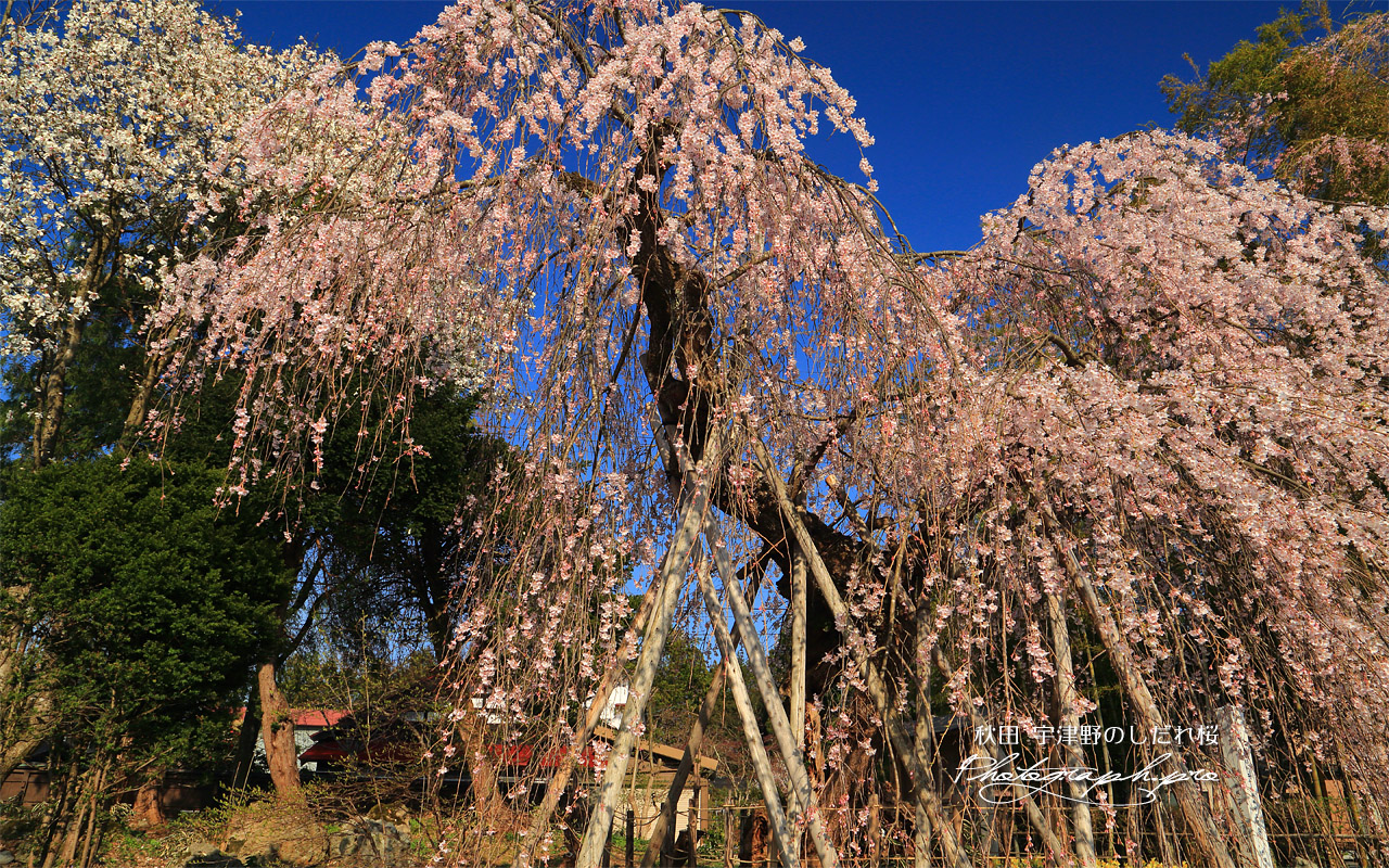 宇津野のしだれ桜 壁紙
