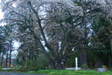 沢大桜