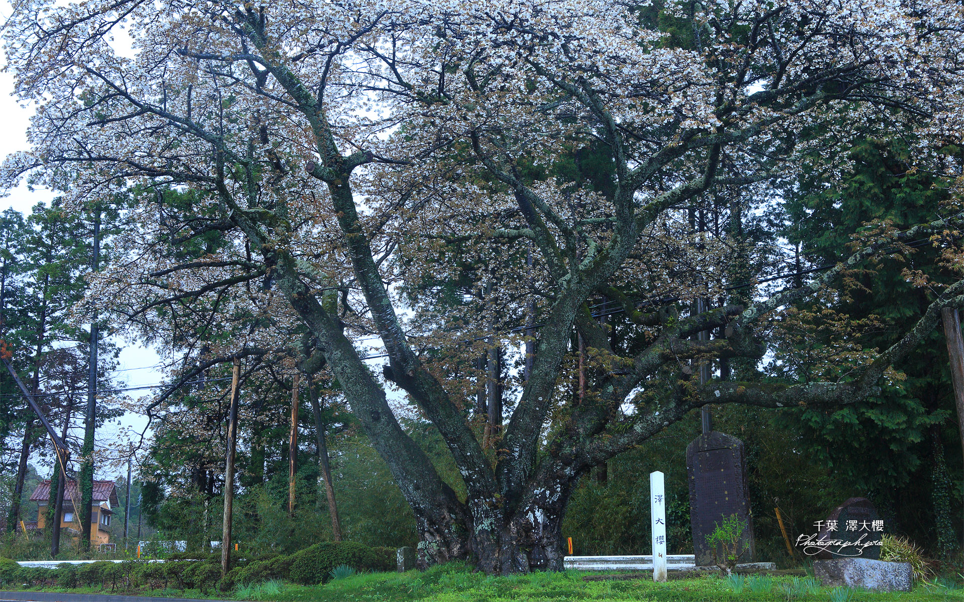 沢大桜