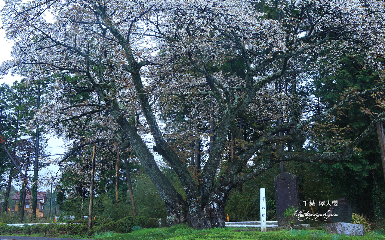 沢大桜 壁紙