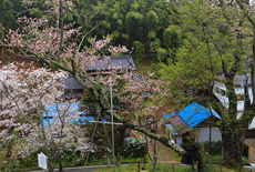 山田の墨染桜