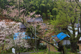 山田の墨染桜
