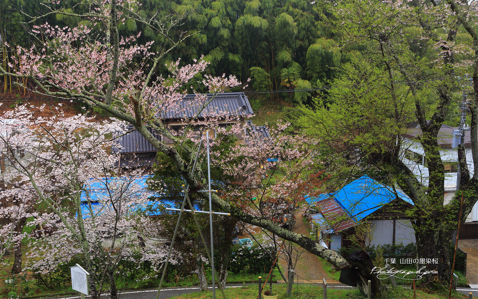 山田の墨染桜