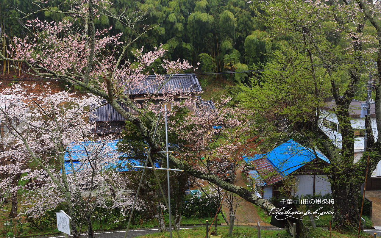 山田の墨染桜 壁紙